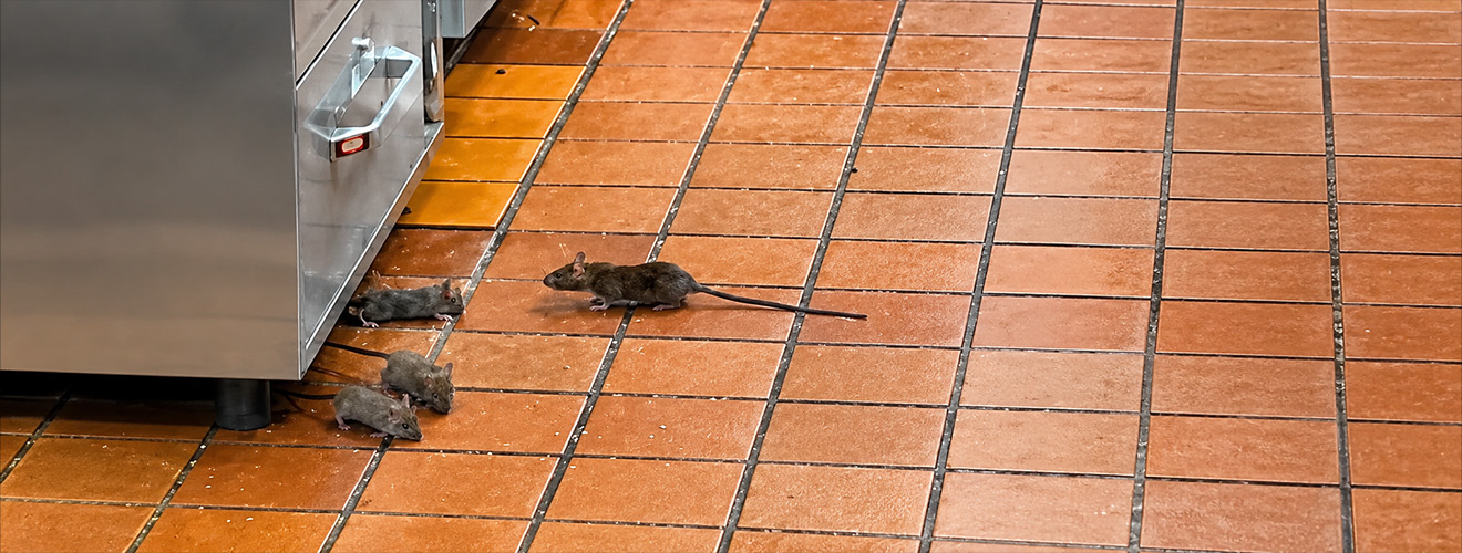 Rodent Control for Restaurants in Los Angeles: Avoiding Shutdowns