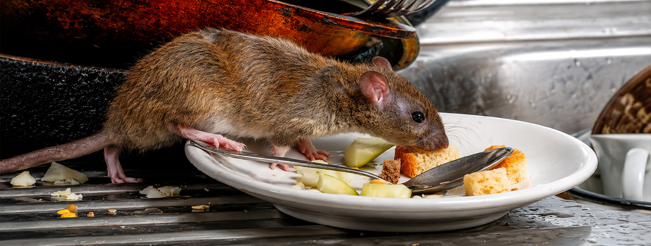 Rodent Droppings in Kitchens: Health Risks for Homes & Restaurant