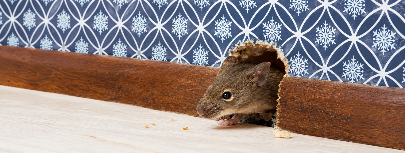 The Most Effective Way to Stop Rats and Mice for Good