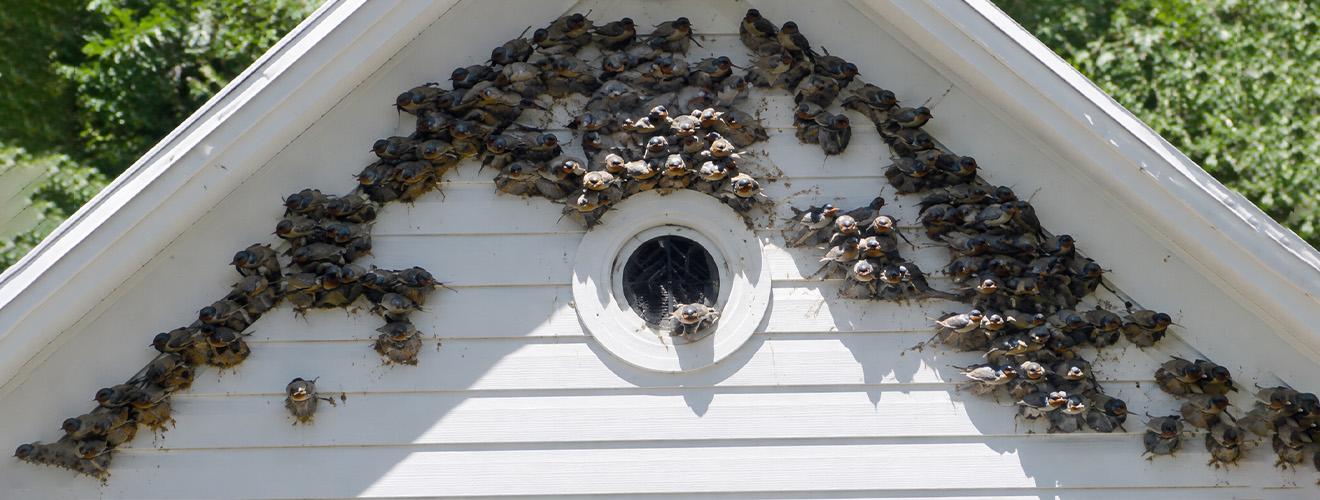 Swallows & Protected Bird Species in California: What Property Ow