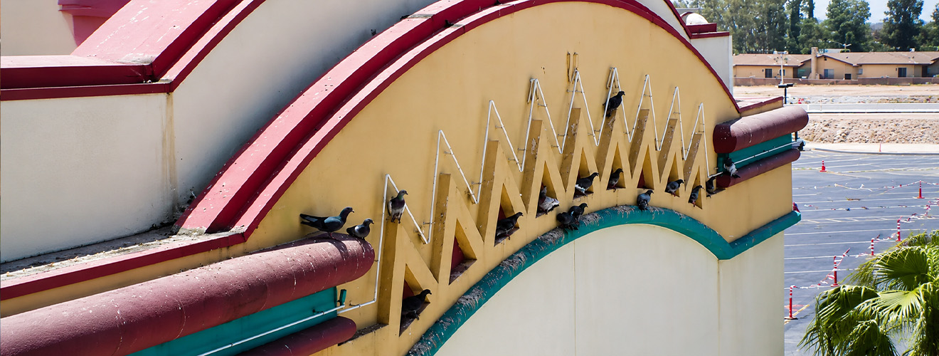 Bird Spikes vs Netting: Which Is Best for Retail Centers?