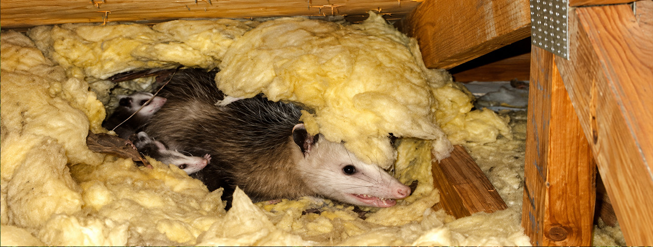 Raccoons, Skunks & Opossums in Crawlspaces