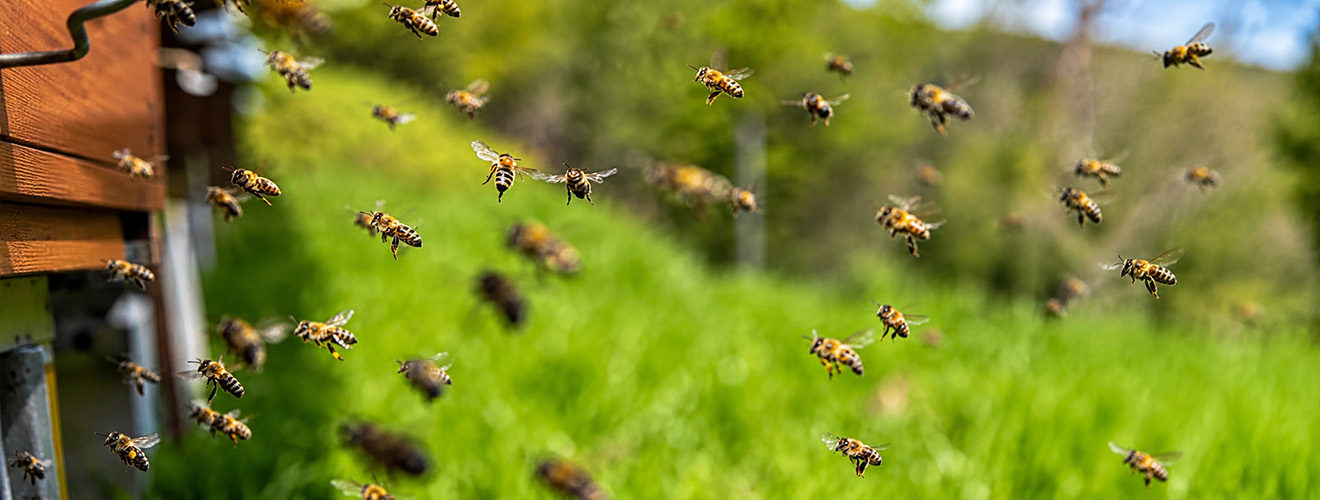 Scout Bees: The First Warning Sign of a Bigger Problem