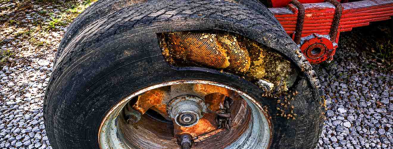 Why Bees Are Attracted to Tire Racks and Auto Shops