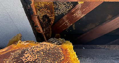 Humane Honeybee Removal