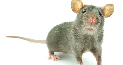Rodent Control