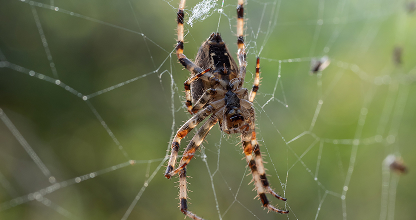 Spider Control