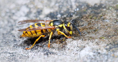Stinging Insect Control