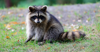 Wildlife Control
