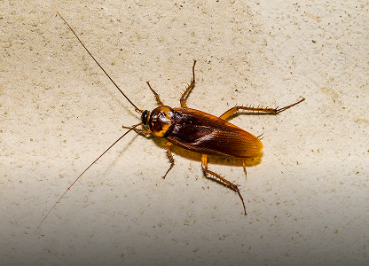 Cockroach Control