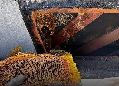 Humane Honeybee Removal