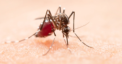 Mosquito Control