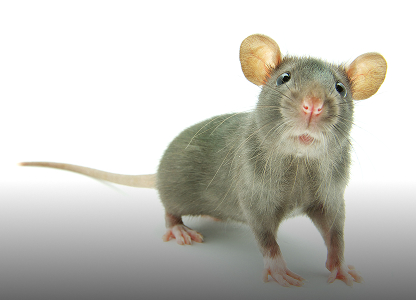 Rodent Control