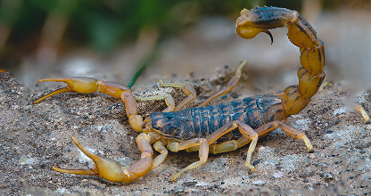 Scorpion Control