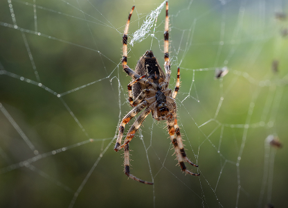 Spider Control