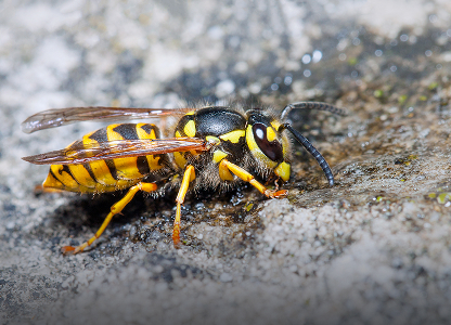 Stinging Insect Control