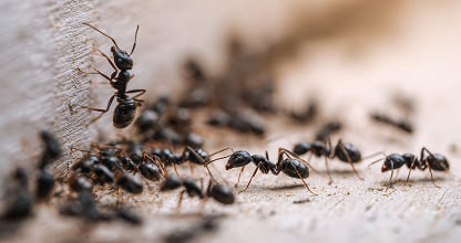 Ant Control