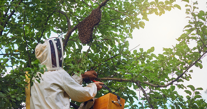 Bee Swarm Removal