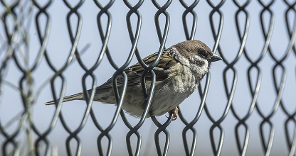 Bird Exclusion