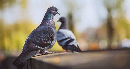 Birds & Pigeons