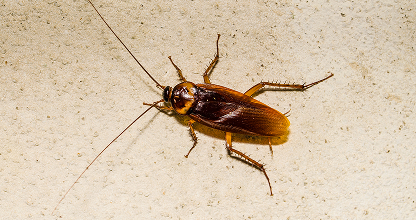 Cockroach Control