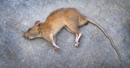 Dead Animal Removal