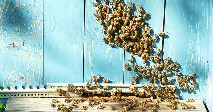 Honeybee Safe Removal