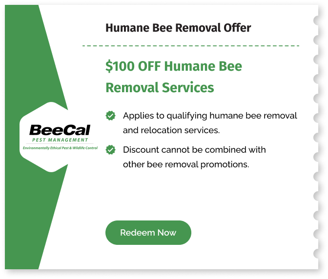 Humane Bee Removal Offer