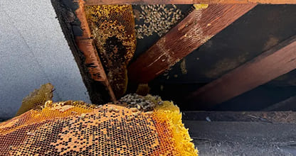Humane Honeybee Removal