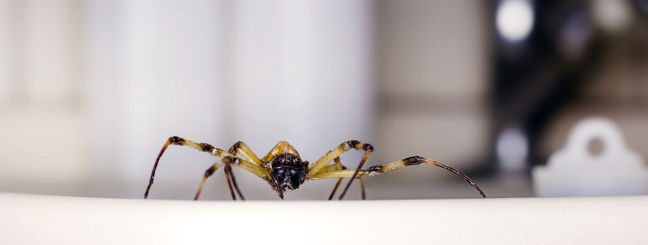 The Most Common Household Pests in Pasadena and How to Prevent Them