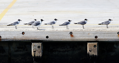 Loading Dock Bird Control