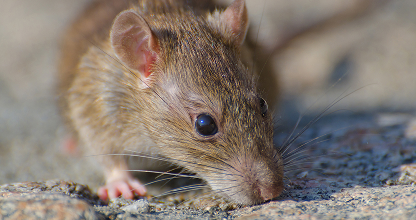 Rodent Control