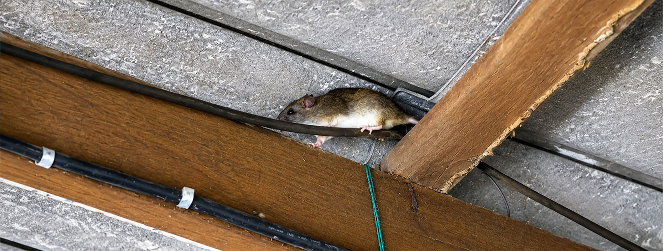 Roof Rat Activity in Los Angeles Attics