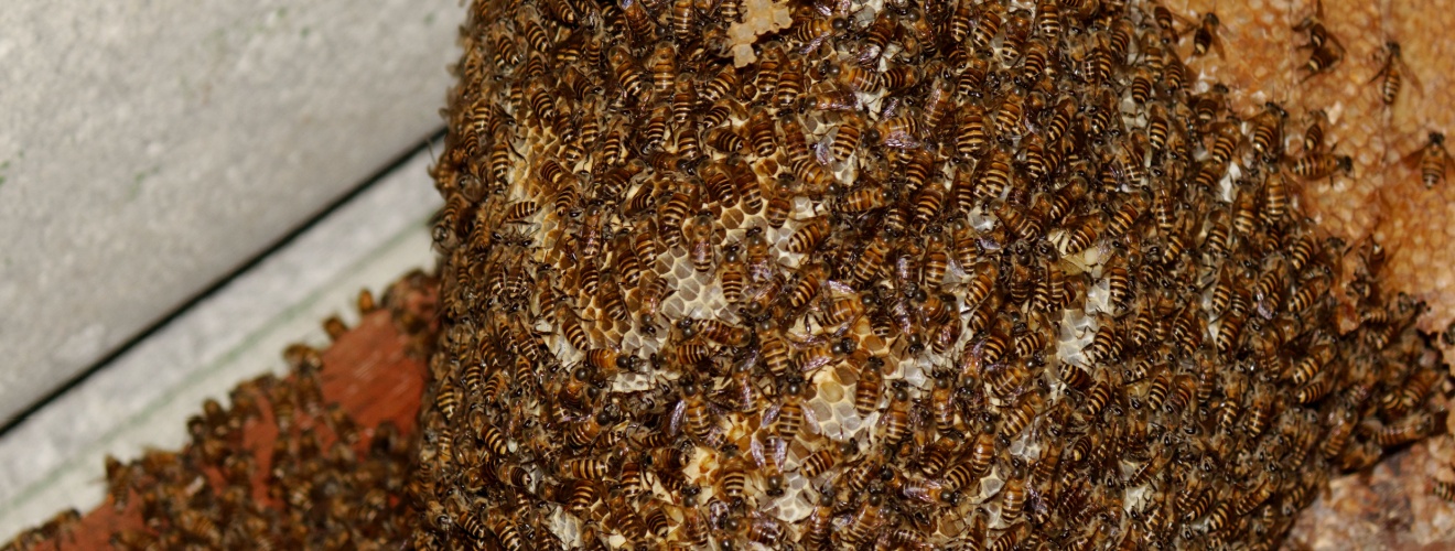 How BeeCal Safely Relocates Honeybee Colonies Without Harming Pollinators