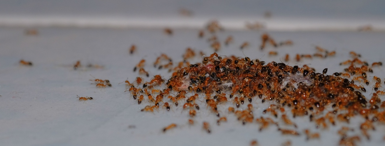 Why Are Ants Invading My Los Angeles Home? Common Causes & Prevention Tips
