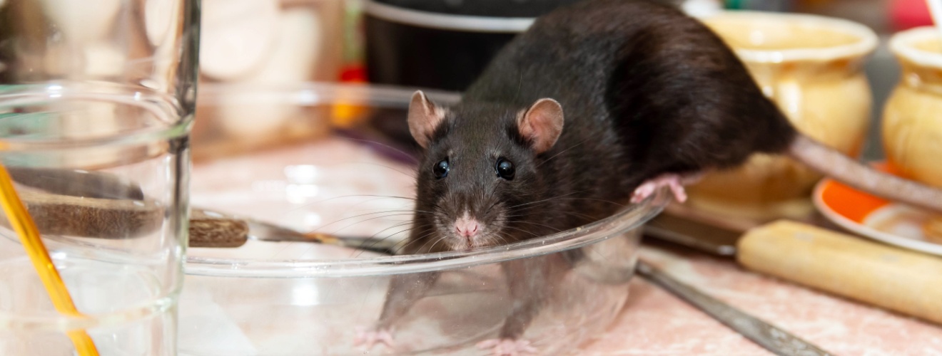 Why Rodents Become a Bigger Problem Around Los Angeles Homes During Cooler Weather