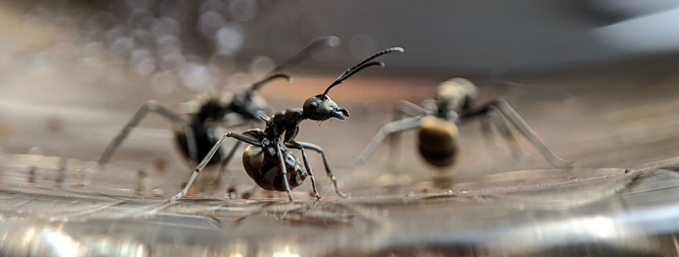 The Most Common Ant Species Found Around Pasadena Homes