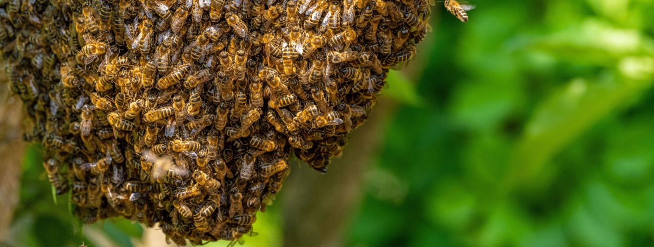 Why Honeybee Swarms Are So Common in Los Angeles Each Spring