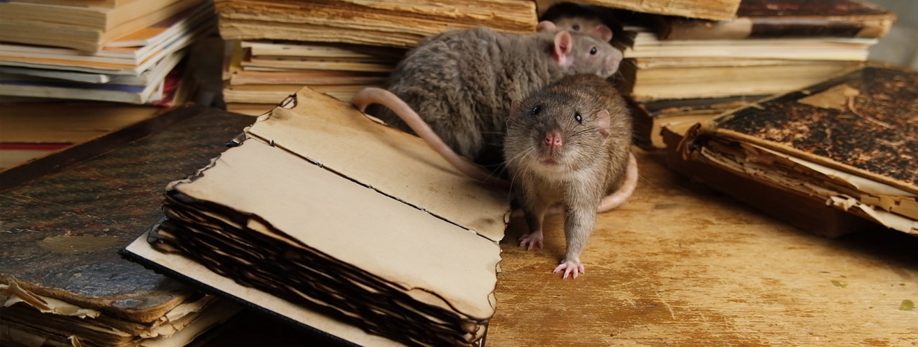 How to Tell If You Have Rats or Mice Living in Your Attic