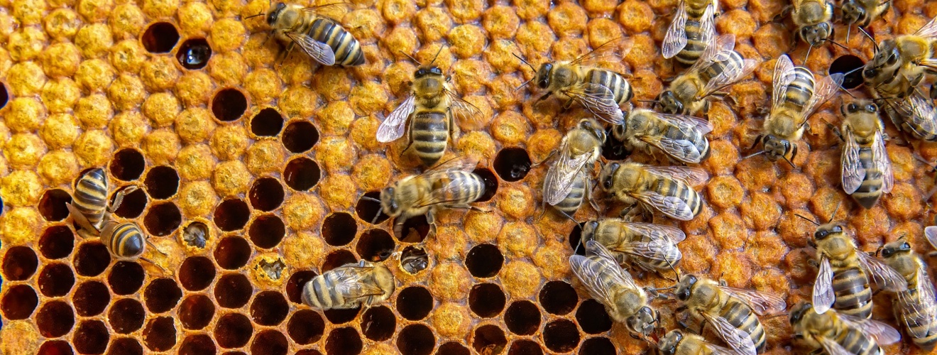 Humane Honeybee Removal vs. Extermination: What’s the Difference?