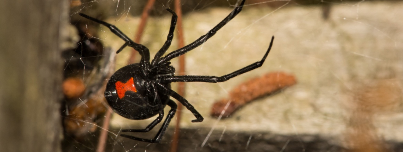 What Every Los Angeles Homeowner Should Know About Spider Activity