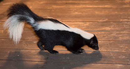 Skunk Control