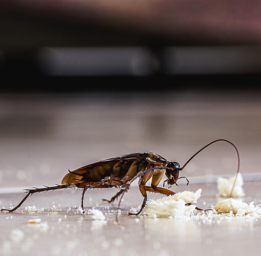 A Smarter Approach Through Integrated Pest Management