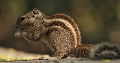 Squirrel Control