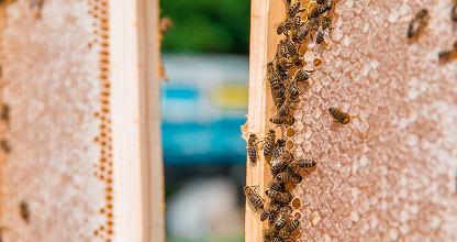 Structural Bee Removal