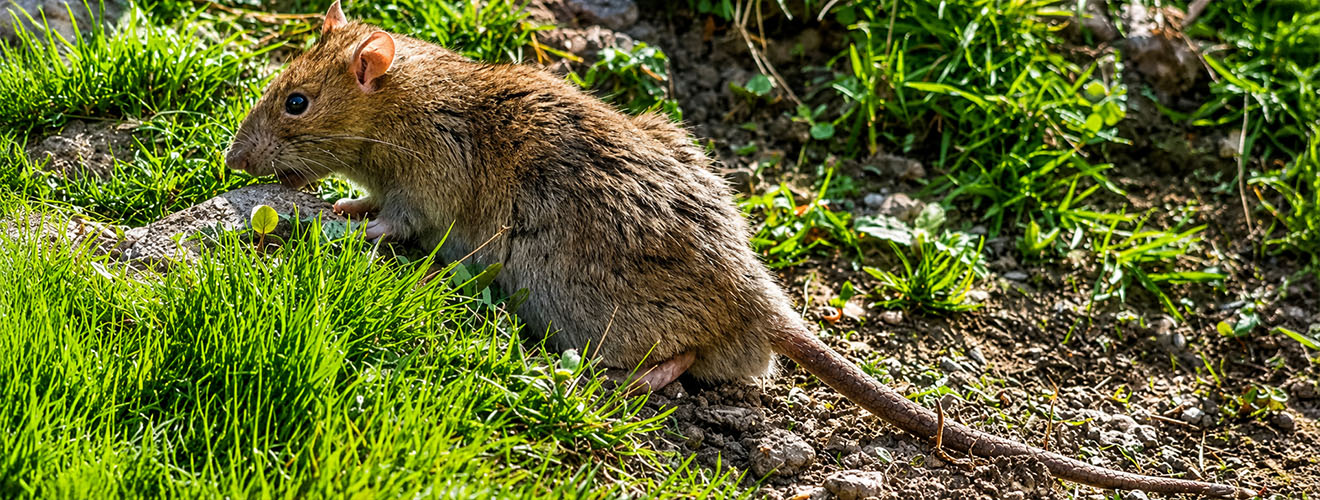 Why Rodents Are Thriving in Pasadena, Glendale & Burbank Homes