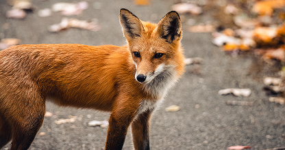 Wildlife Control
