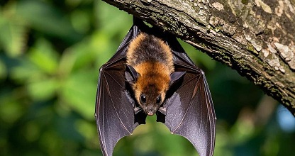 Bat Control