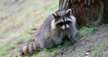 Wildlife Removal