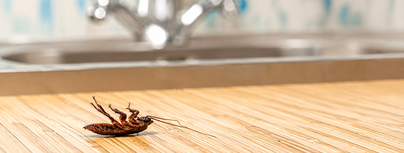 Eco-Friendly Pest Control: Solutions for Every Home